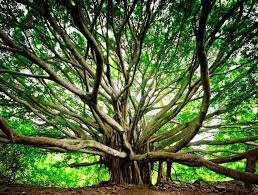 banyan tree